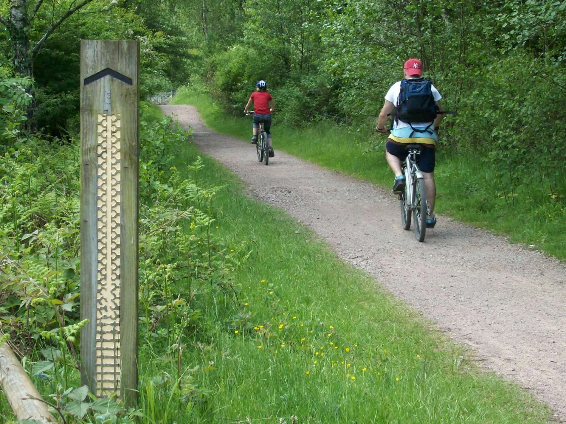 Mountain bikers on a forest trail in England, illustrative image